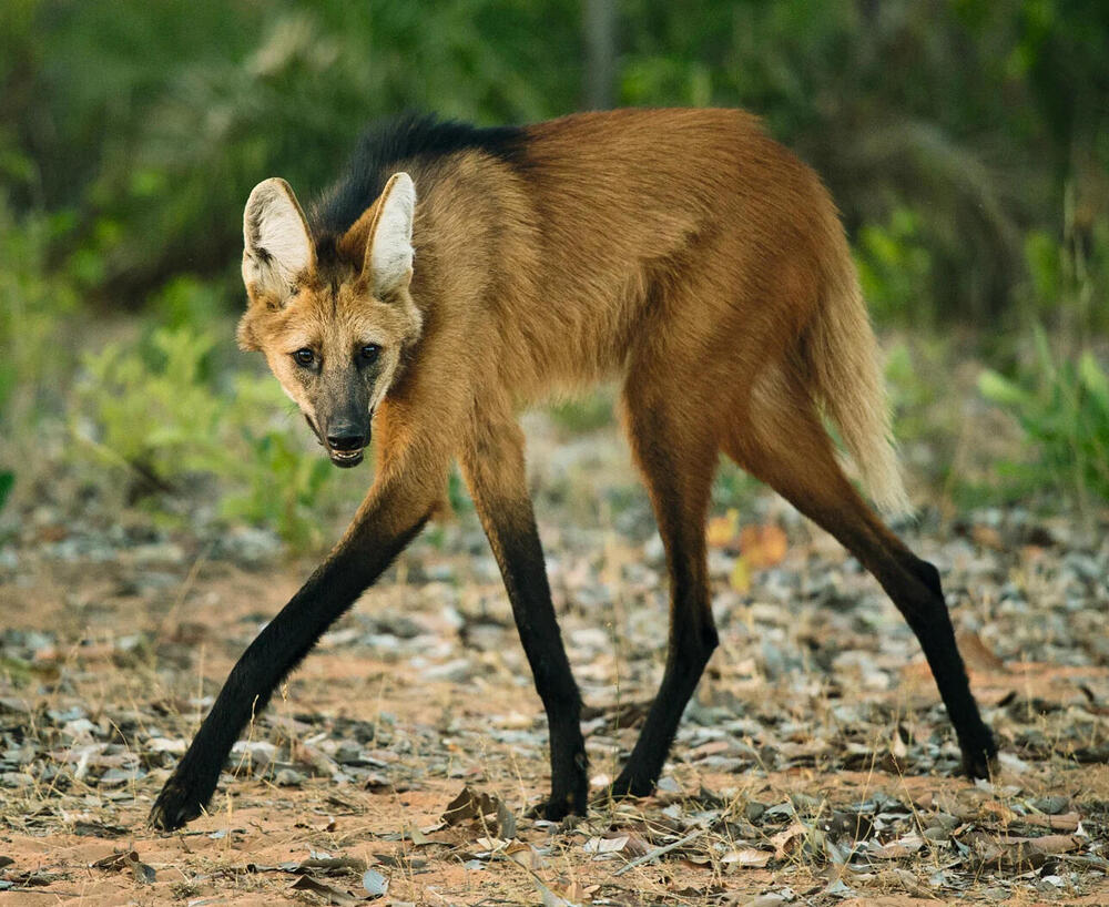 Maned Wolf (Chrysocyon brachyurus) – The Fox on Stilts