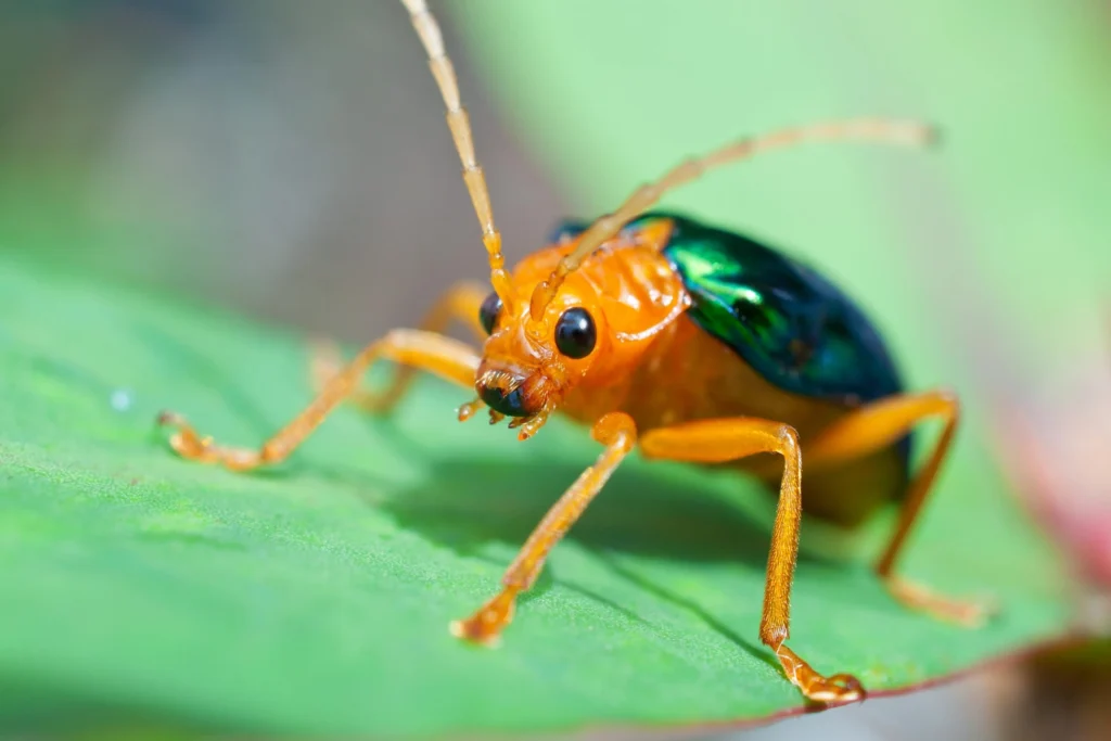 Bombardier Beetle (Brachinus spp.) — Nature’s Mini Chemical Cannon