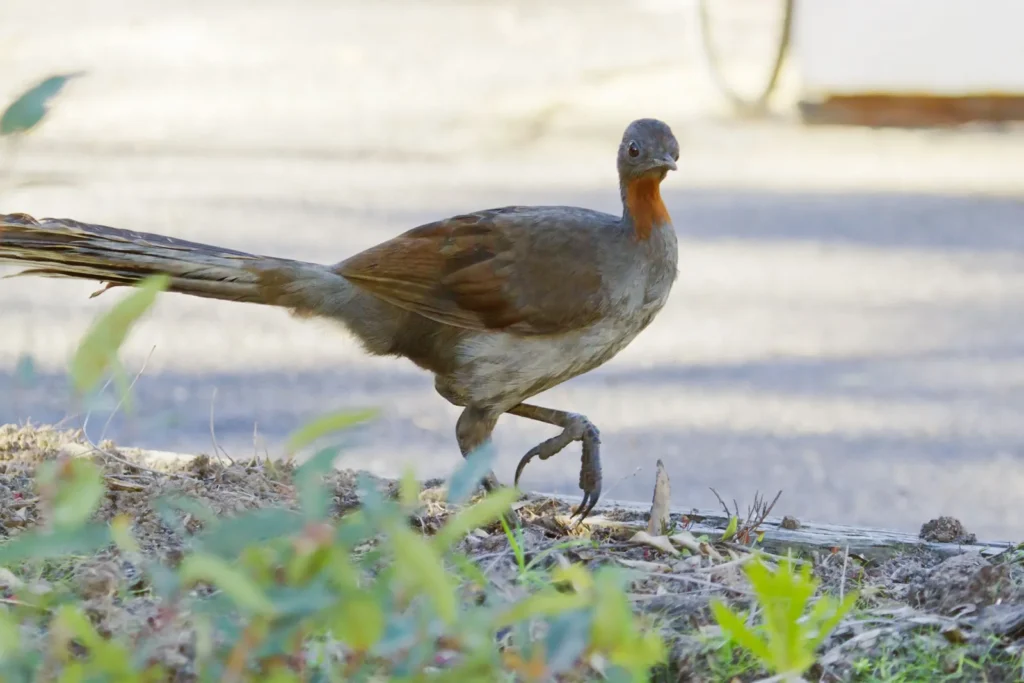 Lyrebird (Menura spp.) — Nature’s Ultimate Performer
