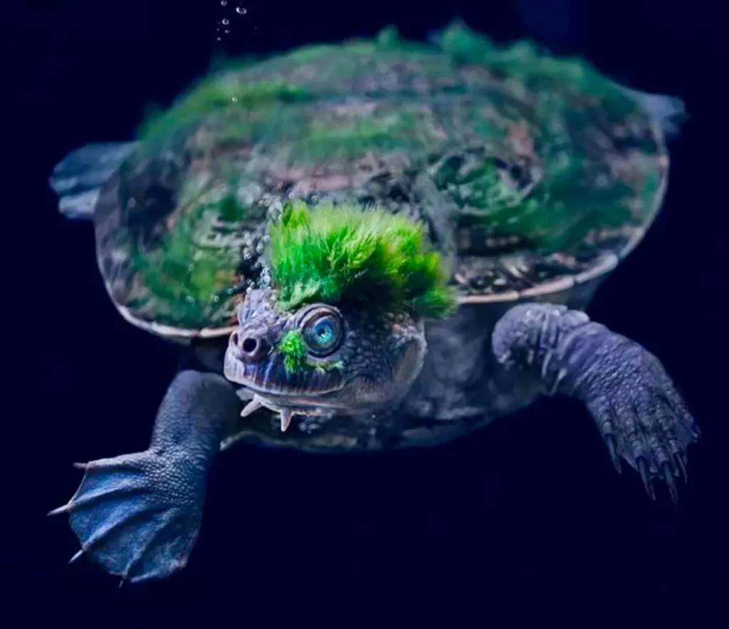 The Mary River Turtle (Elusor macrurus) – The Punk Rock Cloaca-Breather