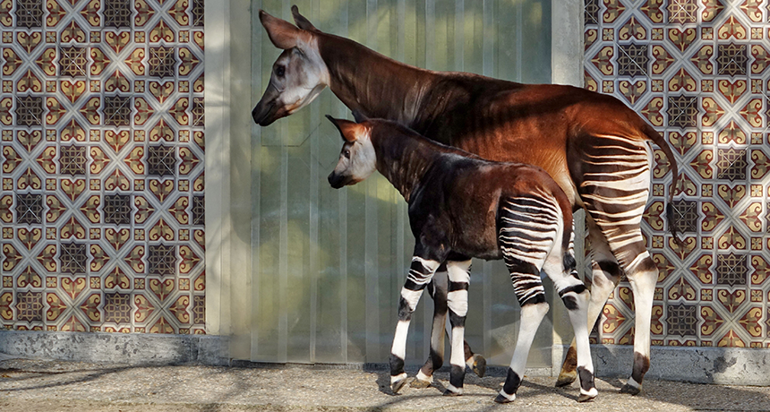 Okapi: The Secretive Forest Giraffe