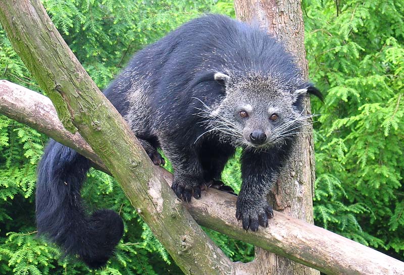 Binturong (Bearcat): The Popcorn-Scented Mystery of Southeast Asia