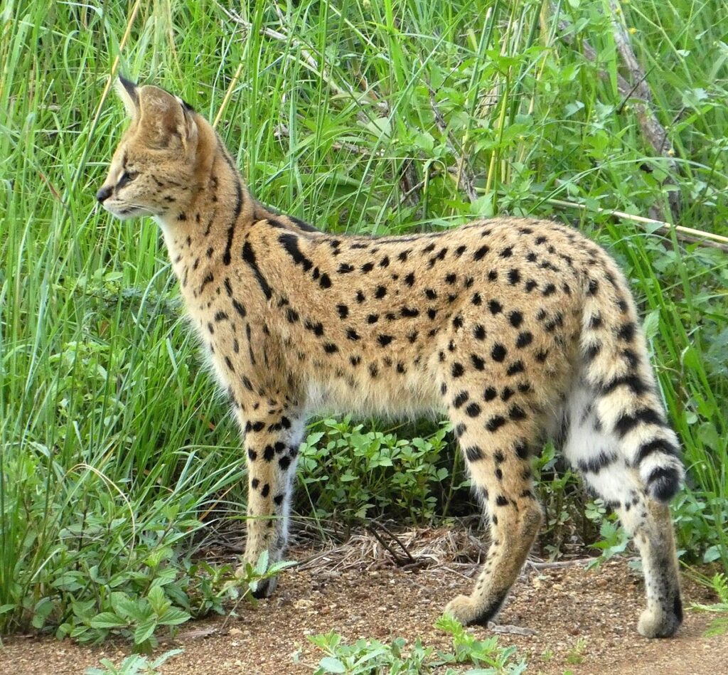 Serval: Africa’s Long-Legged, Big-Eared Cat
