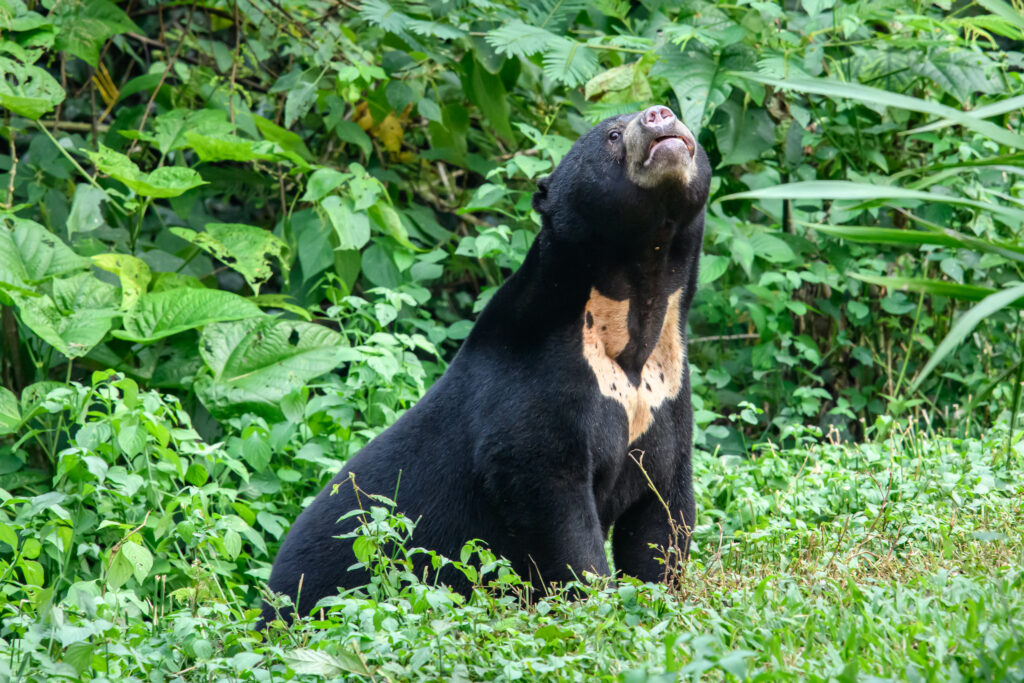 Sun Bear: The Honey-Loving Guardian of the Tropical Forest