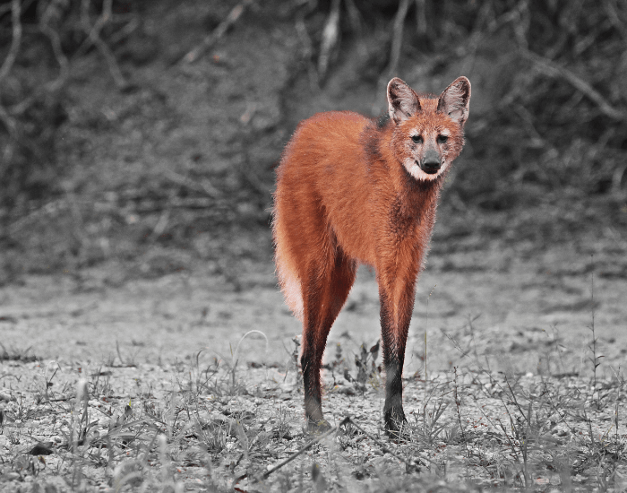 Maned Wolf: The Stilt-Legged Phantom of South America
