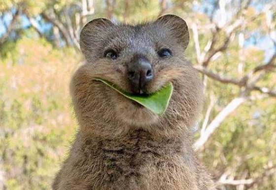 Quokka: The Happiest Animal in the World