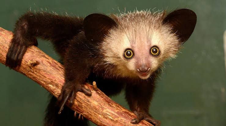 Aye-Aye: The Nightmarish Lemur of Madagascar