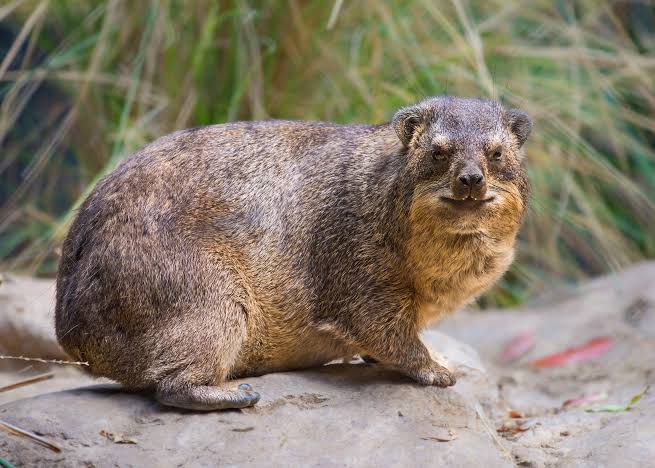 The Hyrax: Nature’s Elephant in Disguise