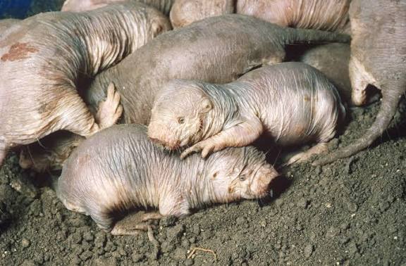 Naked Mole Rat: The Underground Oddity of the Mammal World