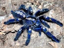 Gooty Sapphire Tarantula: The Jewel of India’s Forest Canopies