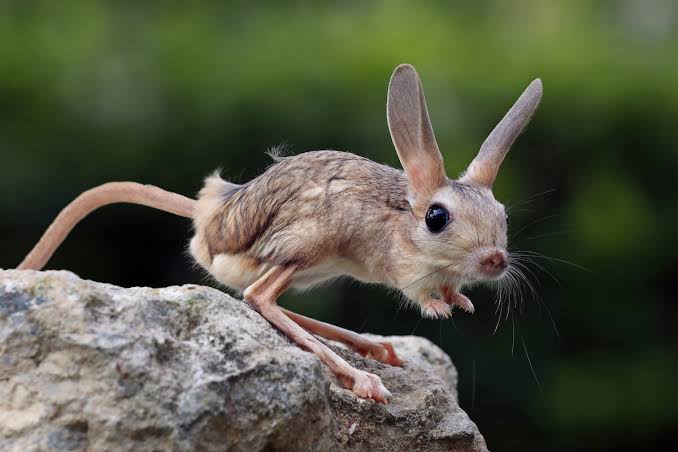 Jerboa: The Desert’s Kangaroo Rodent