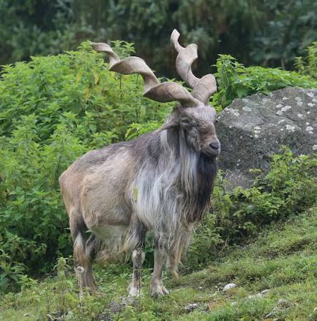 Markhor: The Spiral-Horned King of the Mountains