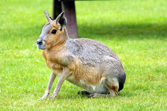 Patagonian Mara: Argentina’s Rabbit-Like Rodent